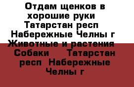 Отдам щенков в хорошие руки - Татарстан респ., Набережные Челны г. Животные и растения » Собаки   . Татарстан респ.,Набережные Челны г.